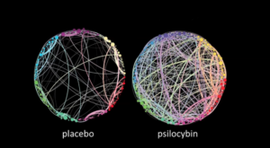 Hersencommunicatie psilocybin