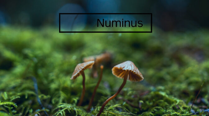 Numinus Featured Image paddestoel1
